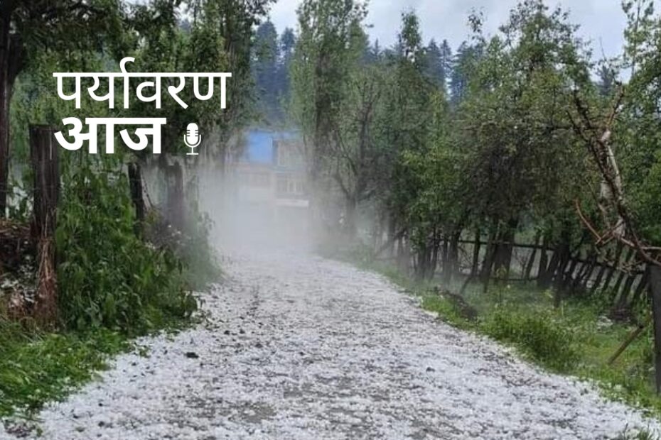 कश्मीर में ओलावृष्टि से सेब के बाग तबाह