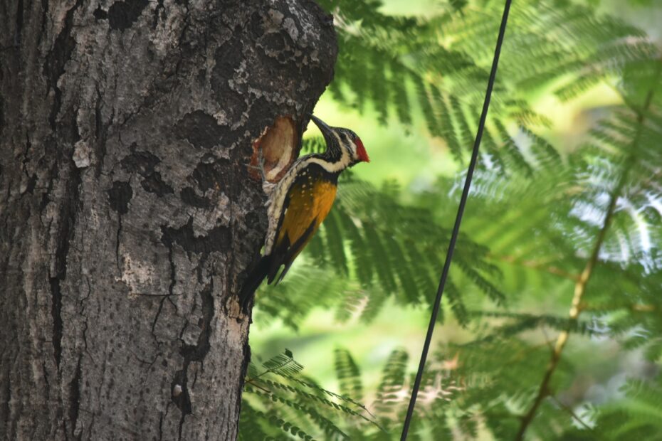 A Bird Uses A Tree Cavity On Campus, One Of The Microhabitats Researchers Tracked
