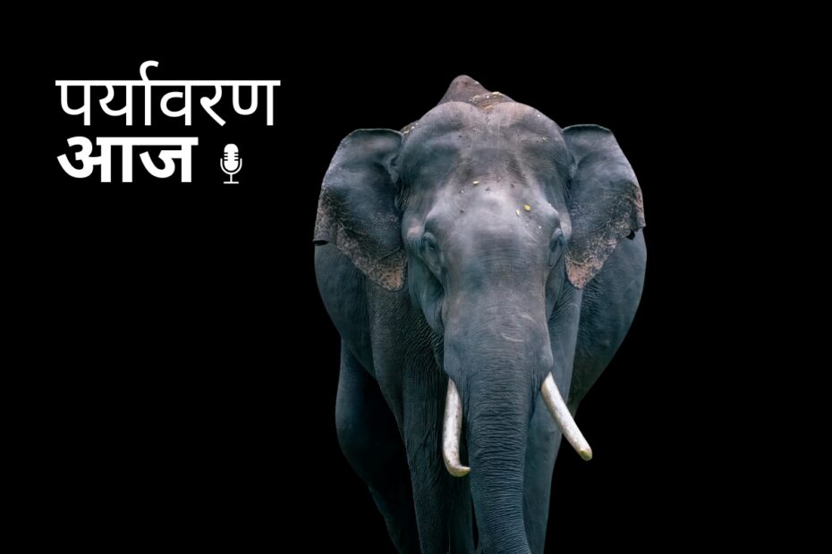 मध्य प्रदेश में हाथी संकट