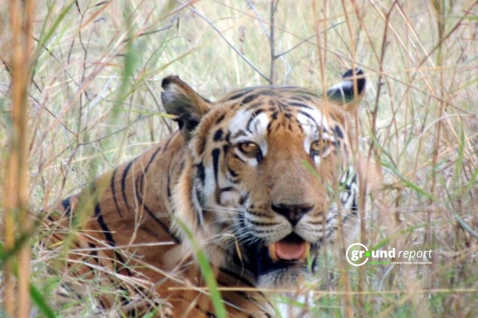 A tiger roaming in Khivni Wildlife Sanctuary, Madhya Pradesh | Photo by Krishnakant Verma