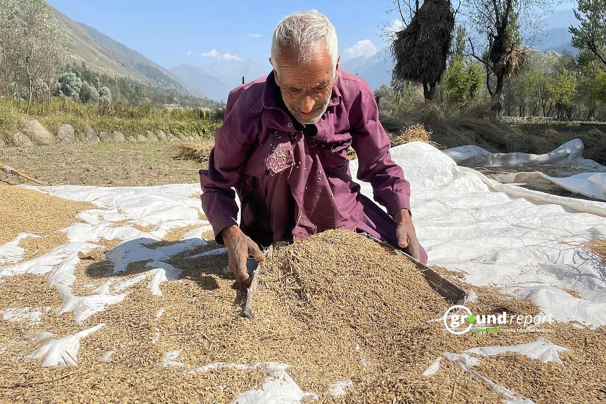 Harud: When Autumn Turns Kashmir’s Fields to Gold