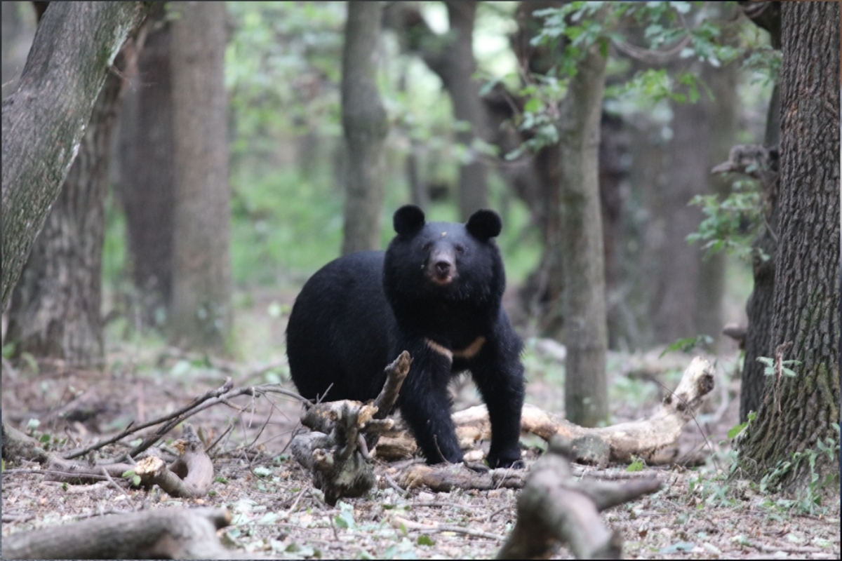 An Asiatic Black Bear in Its Forest Habitat | Photo by Kashif Farooq Bhat