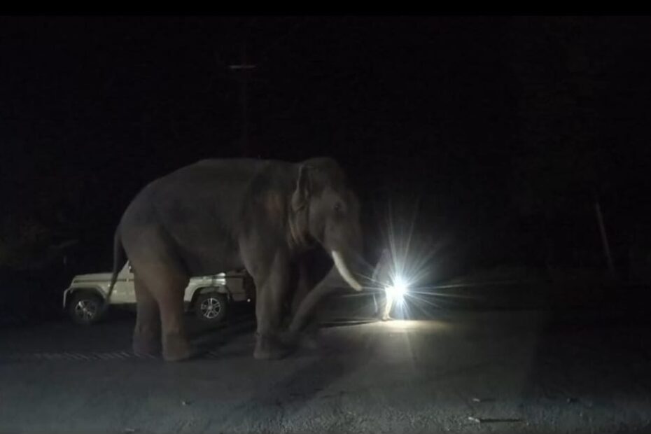 Maihar elephant