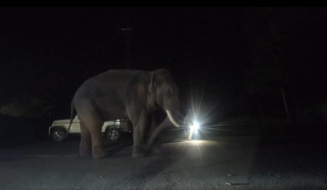 Maihar elephant