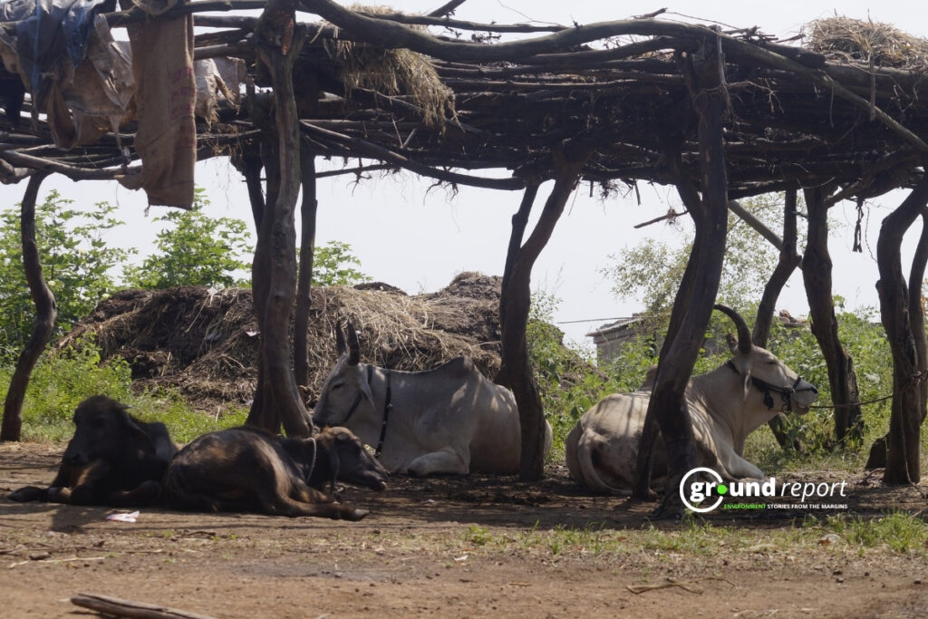 cattle fodder story jhabua el nino 6
