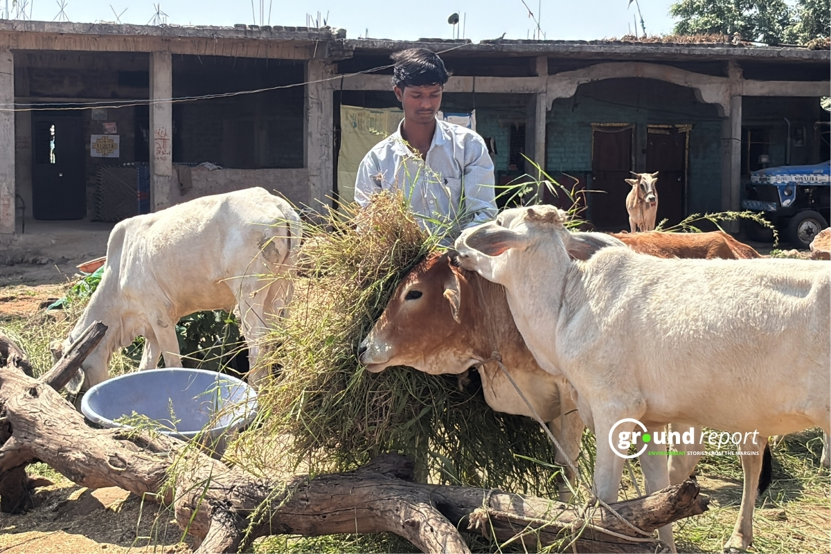 cattle fodder story jhabua el nino 9