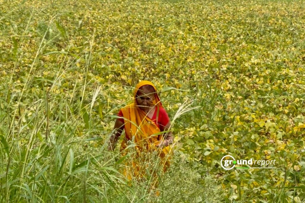JS 95-60 Gives Higher Yields, but Yellow Mosaic Costs Ujjain Farmers