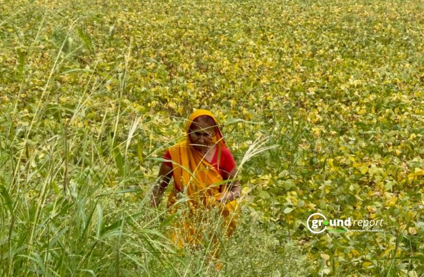 JS 95-60 Gives Higher Yields, but Yellow Mosaic Costs Ujjain Farmers